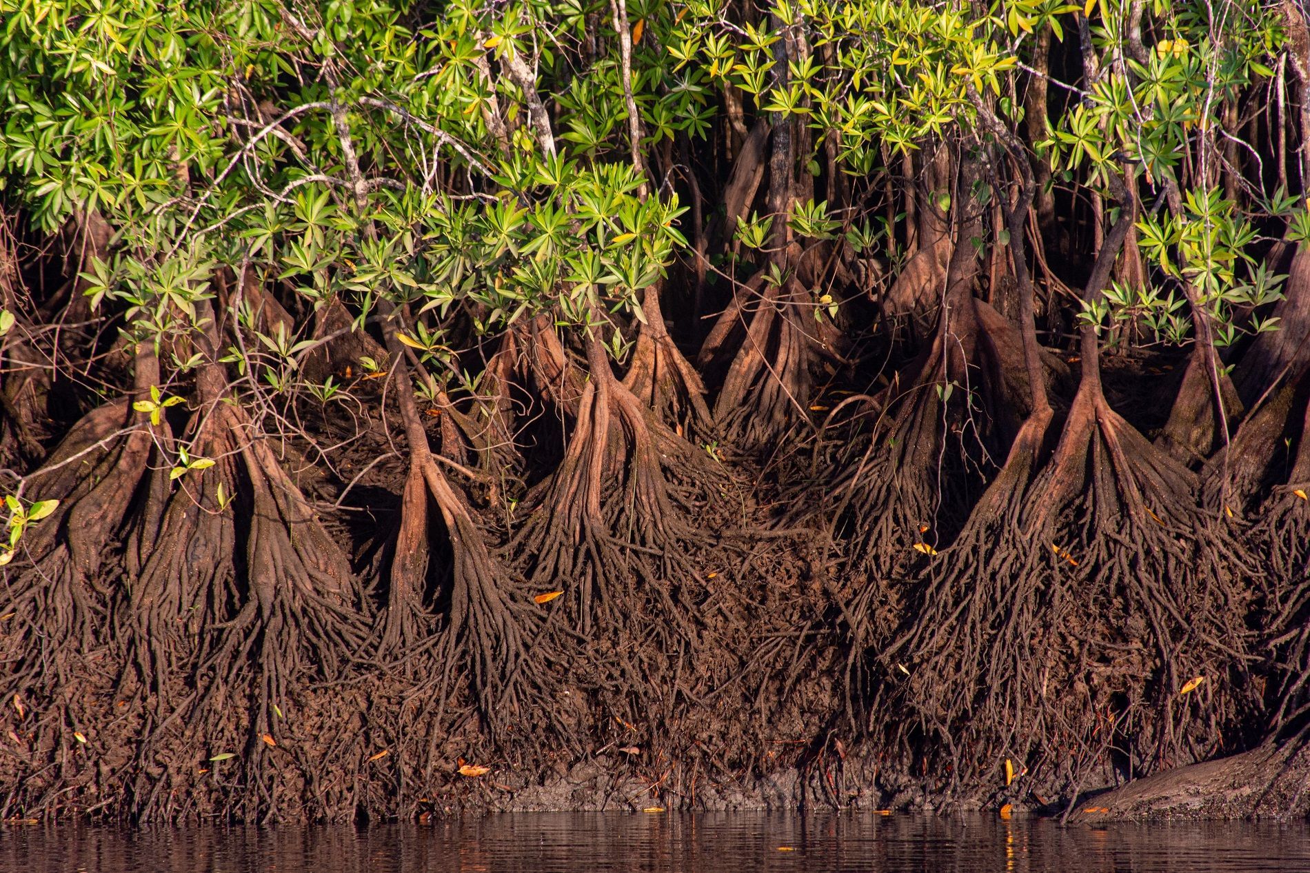 mangroves 01