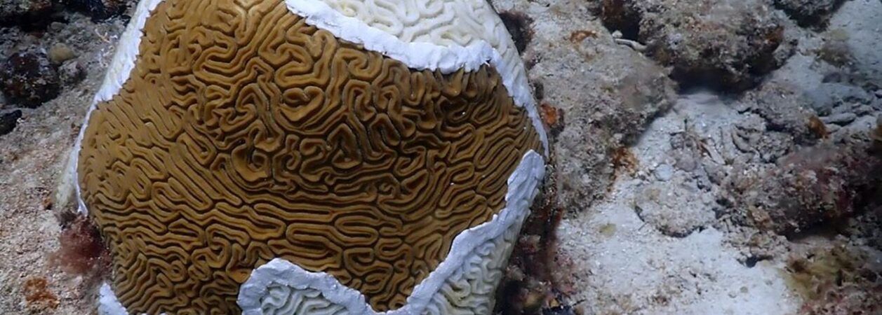 Coral perdida tejido duro