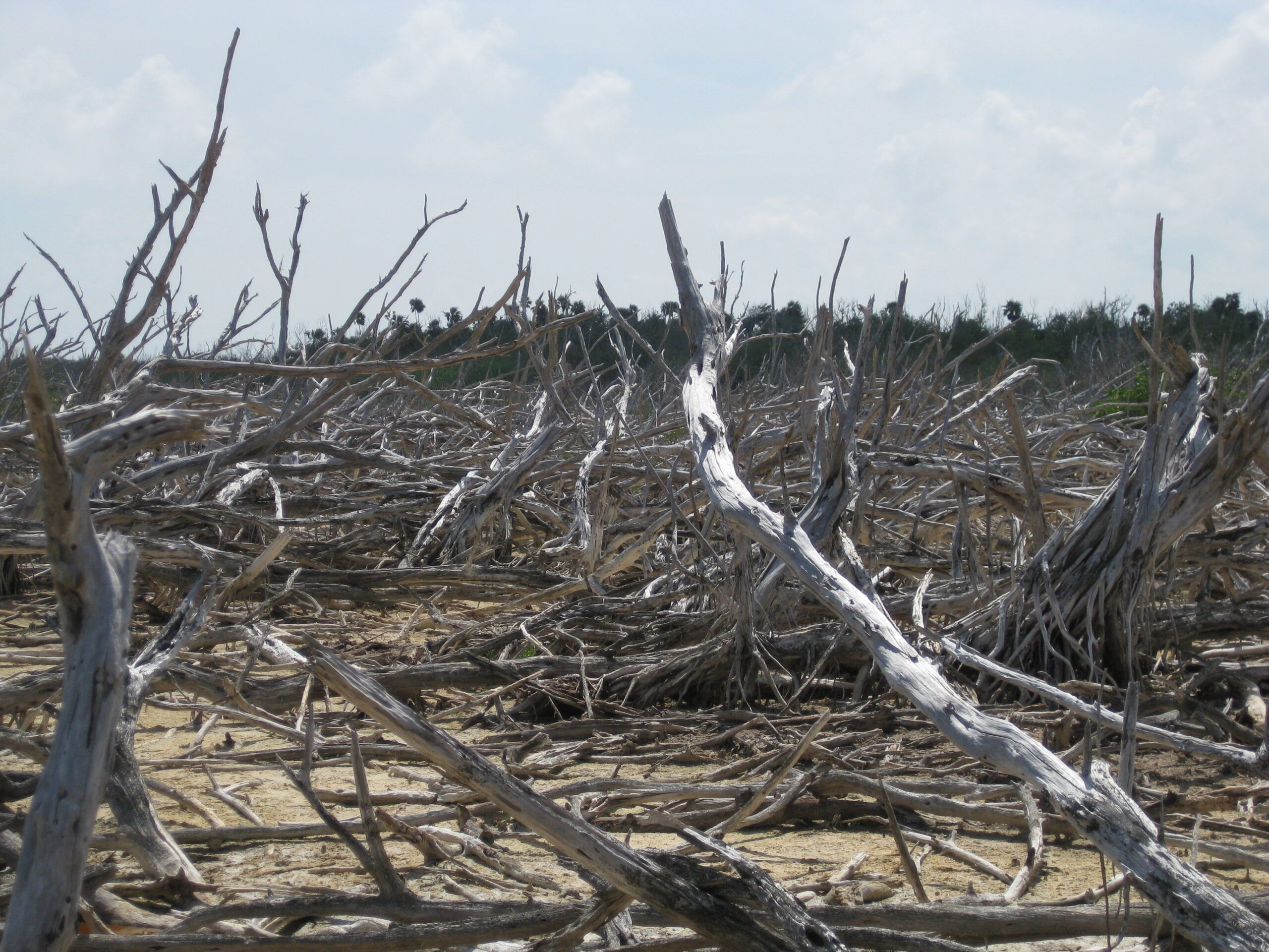 manglar dañado por huracan