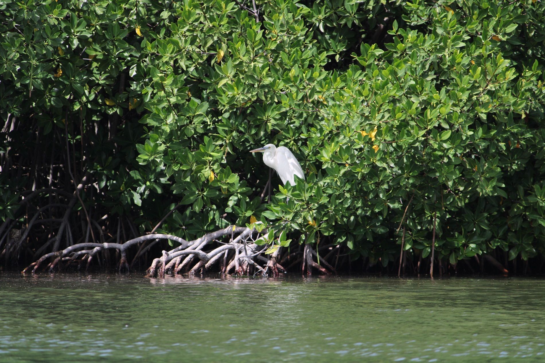 mangroves 03
