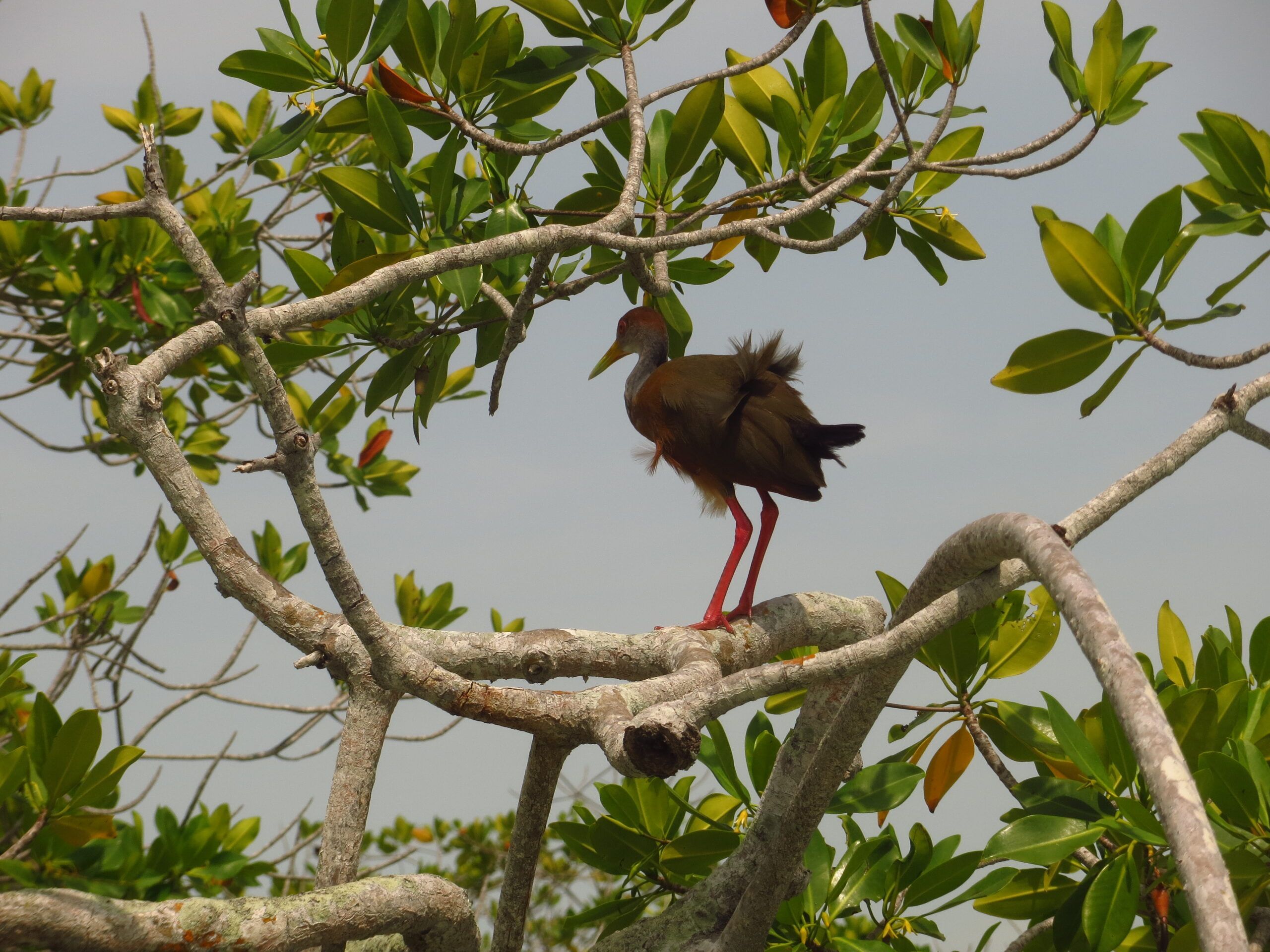Rufous-necked Wood Rail on red mangroove