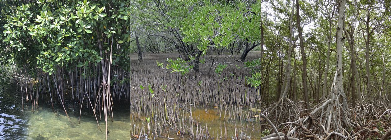 manglares típicos Caribe