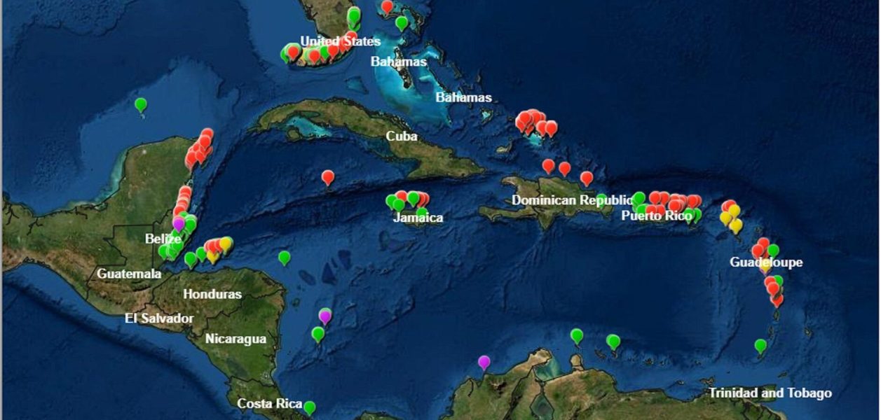 Corales afectados por el síndrome blanco en la región del Caribe