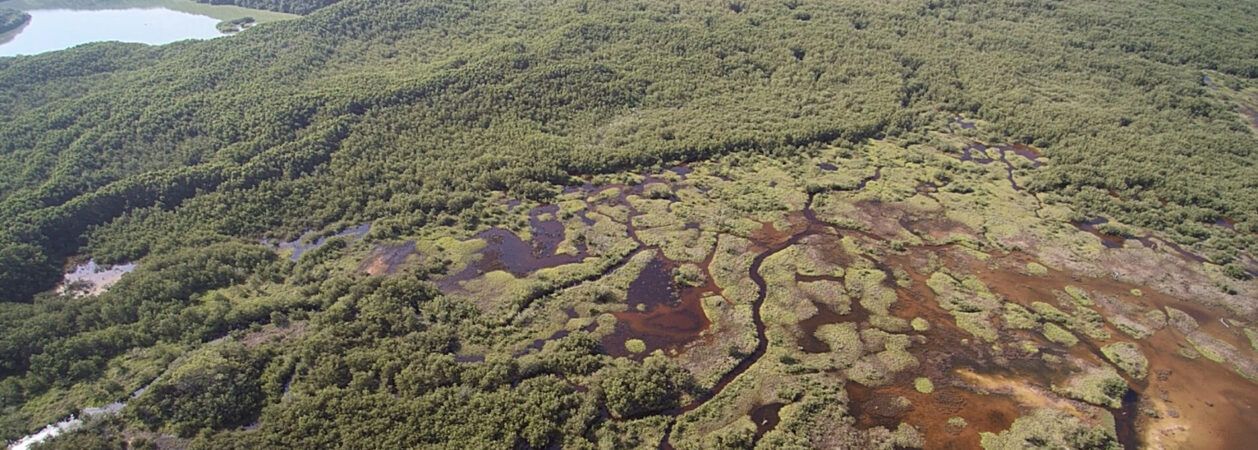 Daños en bosques de manglares en Dzilam tras megahuracanes de 2017