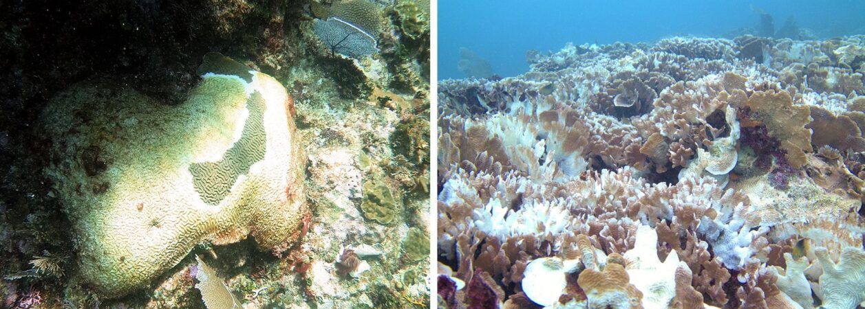 corales afectados por enfermedades de blanqueamiento