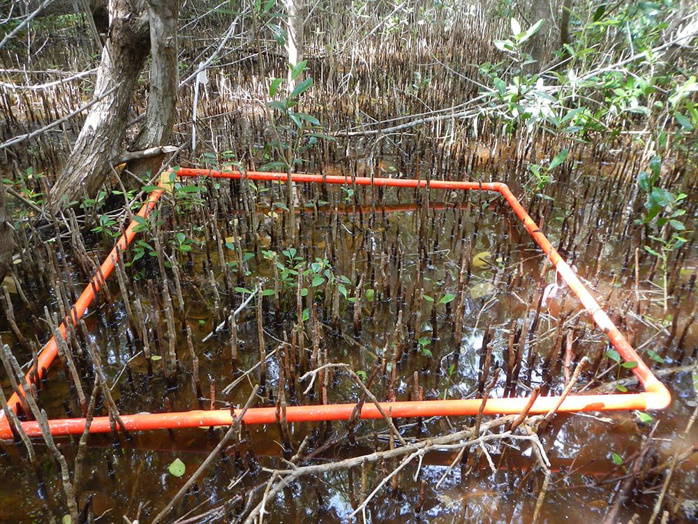 Colocación de subparcela 1 x 1 para la medición de plántulas de manglar