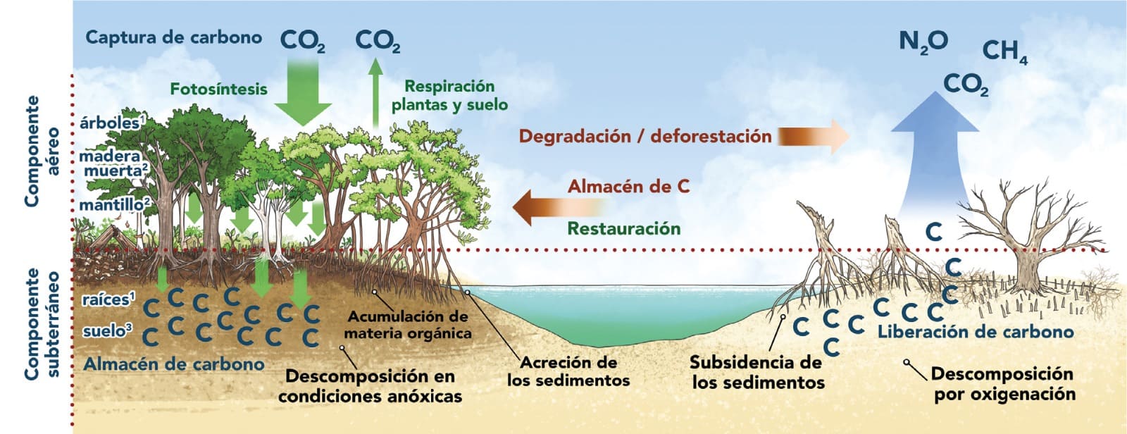 Componentes en el almacén y captura de CO2 en el manglar. 1. Biomasa viva, 2. Necromasa y 3. Suelo. Esquematización de los flujos de carbono en un manglar conservado y degradado. Definiciones de los componentes del IPCC (2003).