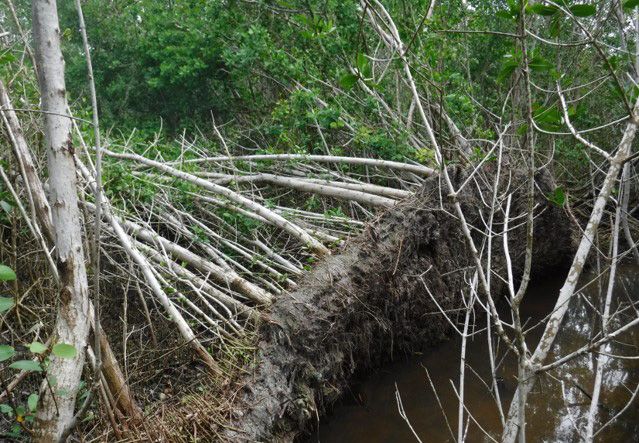 Daños en bosques de manglares en Dzilam tras megahuracanes de 2017